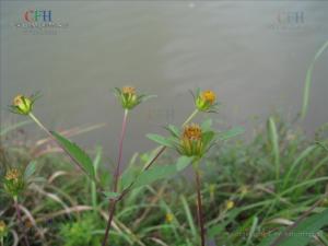 大狼把草