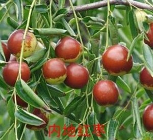 大枣