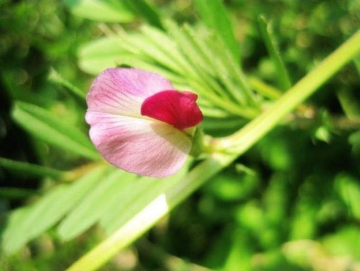 大巢菜