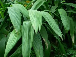 大叶仙茅