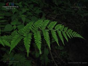 药材原形态——长江蹄盖蕨