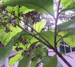 大叶鸡菊花图册