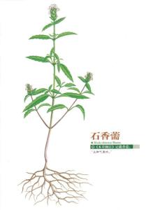 大叶香薷图册