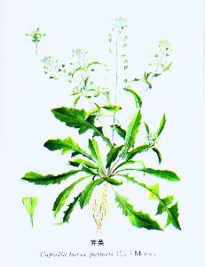 大叶香荠菜