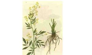 大叶金花草图册