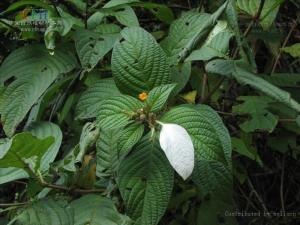 大叶金花茶叶图册