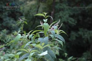 紫花醉鱼草图册