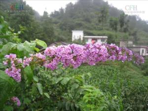 紫花醉鱼草图册