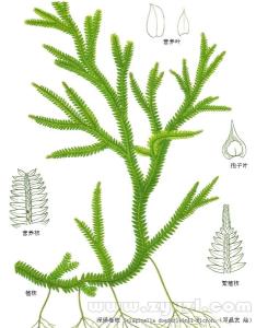 大叶菜