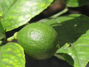 大叶菜