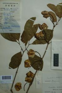 药材原形态——阔叶风车子（标本）