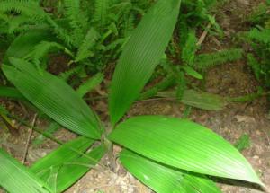 大叶仙茅
