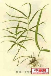 大叶井口边草