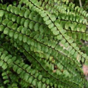 凤尾草