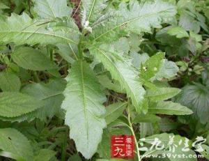 大刺儿菜