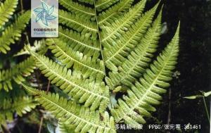多鳞鳞毛蕨图册
