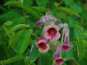 地黄花