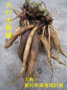 地蜂子图册