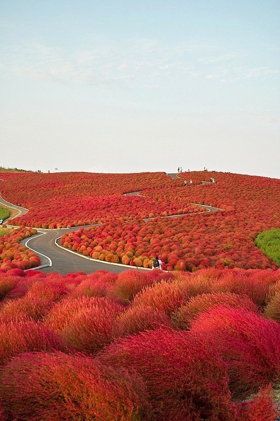 地肤