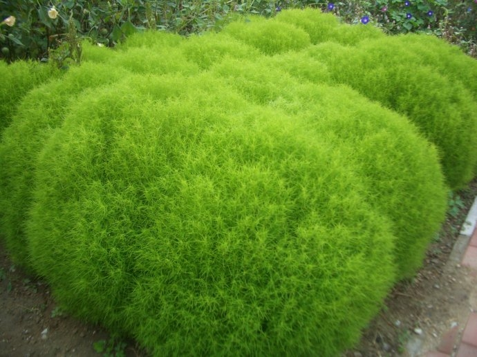 地肤