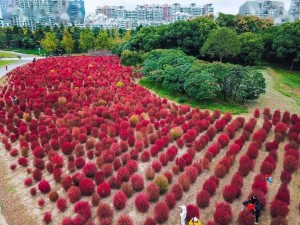 地肤