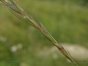 鹅观草图册