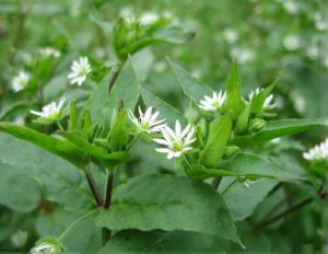 鹅肠菜