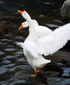 鹅