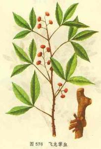 飞龙掌血