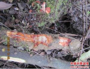 飞龙掌血