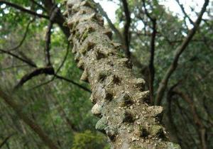 飞龙掌血