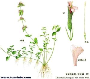 样本