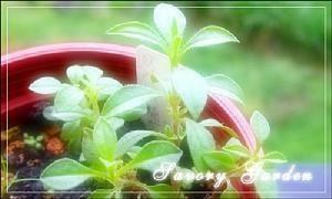 风轮菜