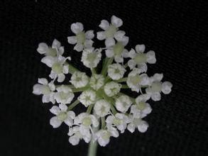 防风花