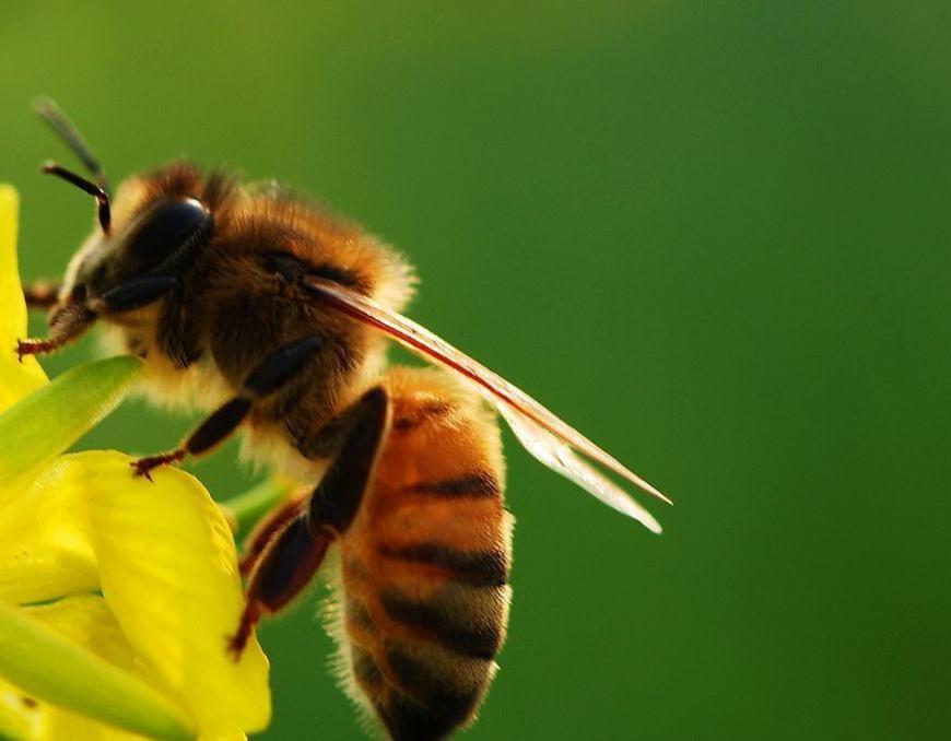 蜜蜂