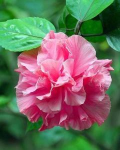 芙蓉花