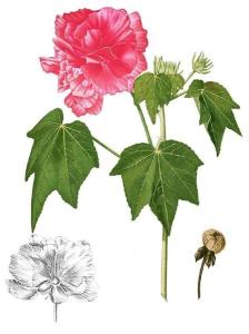 木芙蓉