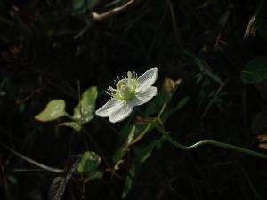 肺心草