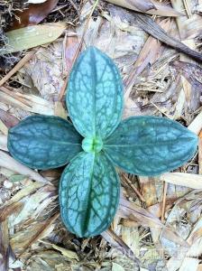 肺形草图册