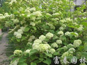 粉团花图片
