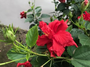 朱槿