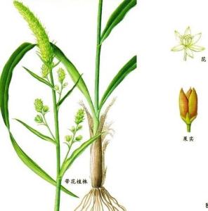 复叶披麻草根图册