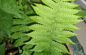 凤尾草