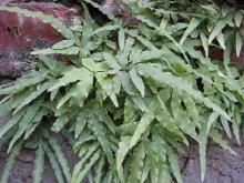 凤尾草
