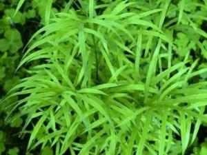 凤尾草