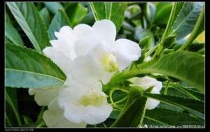 白花凤仙