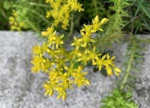 佛甲草