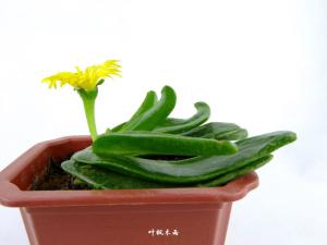 佛手花图册