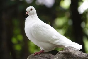 鸽子