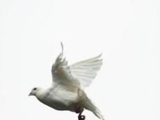 鸽子